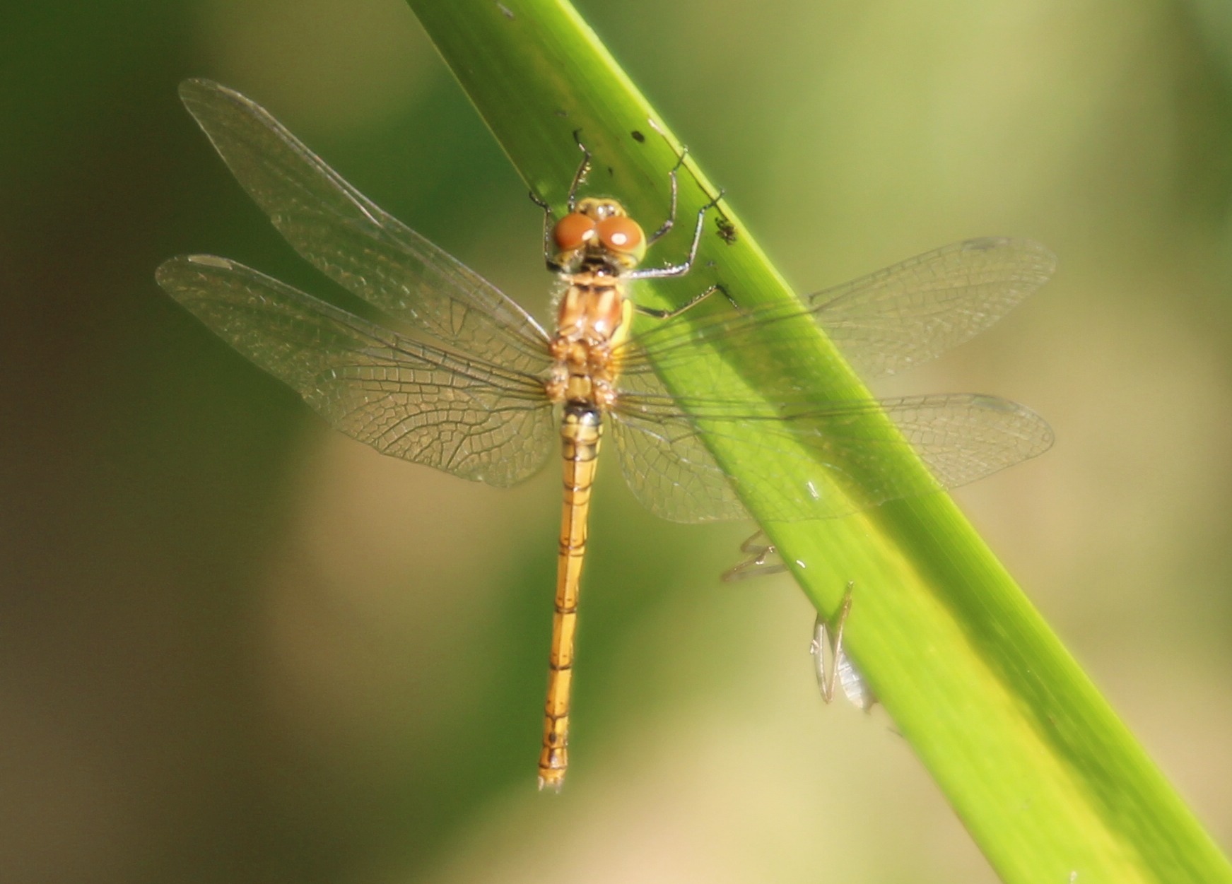 Potrebbe essere striolatum?